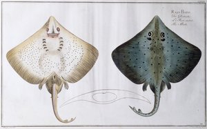 Patín: publicado por Black, c.1790